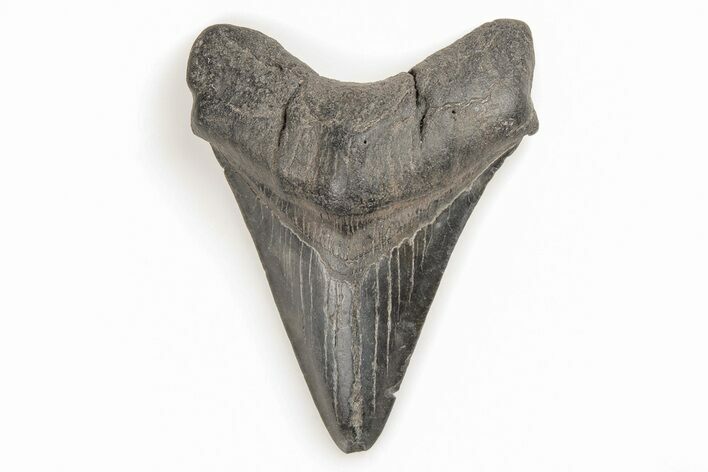 Fossil Megalodon Tooth - South Carolina #196853